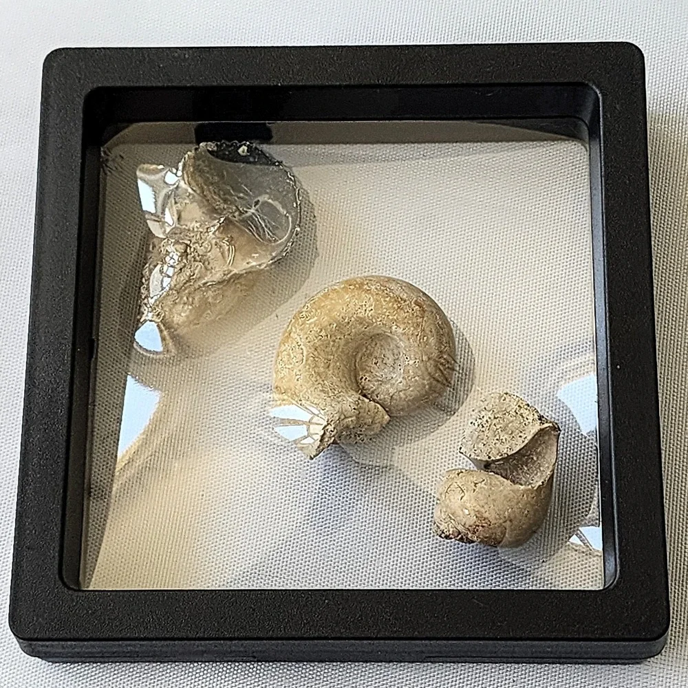 Late Cretaceous Period Ancient Fossil Carnivorous‎ Snail Trio Display Original